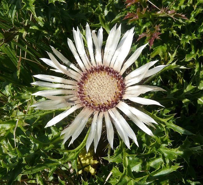 Carlina acaulis